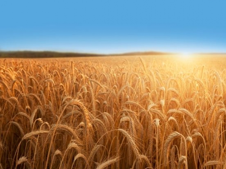 Investimentos e aumento do consumo de trigo refletem em números positivos para o setor