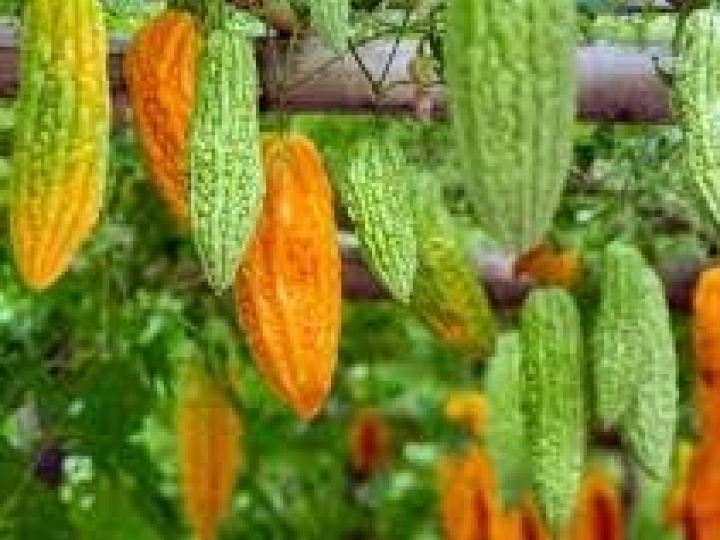 Mapa e Fiocruz identificam 26 produtos da biodiversidade com potencial de mercado