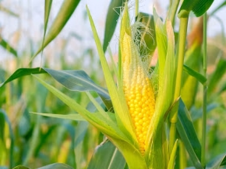 Adubação nitrogenada aumenta qualidade dos grãos de milho