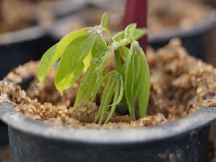 Nova técnica aumenta em 10 vezes a produção de mudas de mandioca