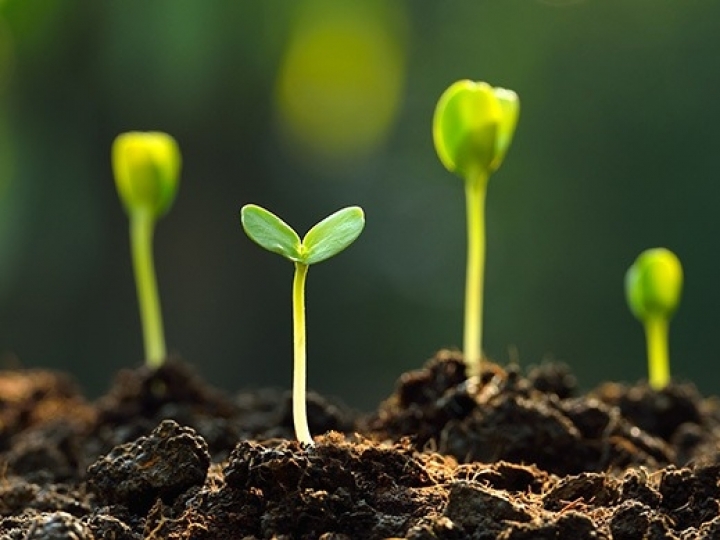 Syngenta lança dois novos fungicidas para o controle das doenças da soja