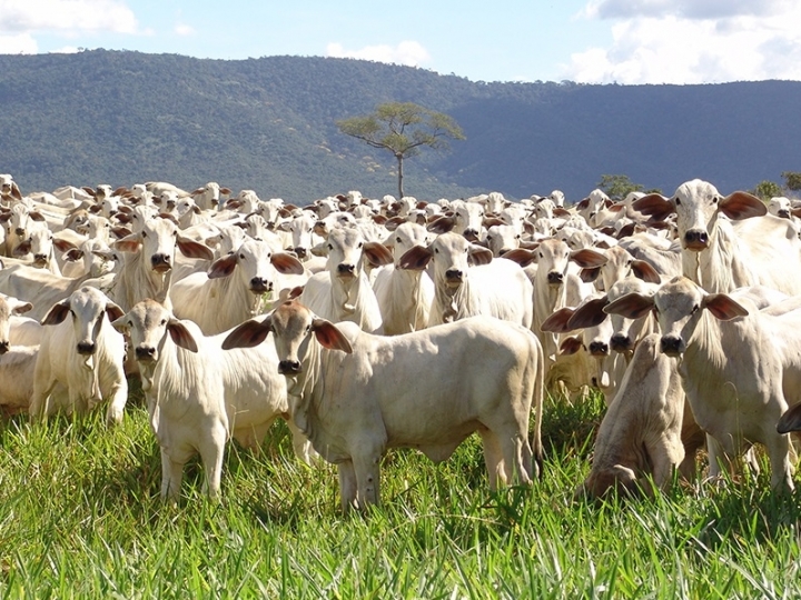 Novas exigências do comprador são uma oportunidade de desenvolvimento da pecuária 