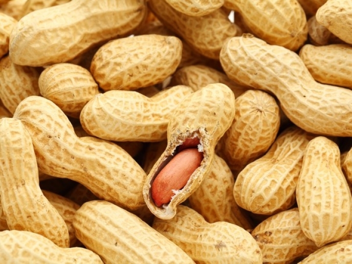 Ital levanta pontos críticos de contaminação por micotoxinas em café, amendoim e cana-de-açúcar para prevenir e reduzir riscos 