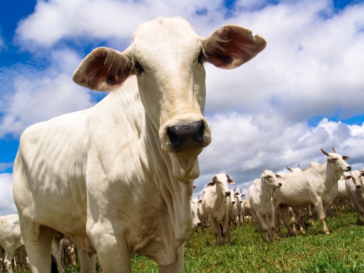 Brasil realiza maior importação de sêmen da história da pecuária