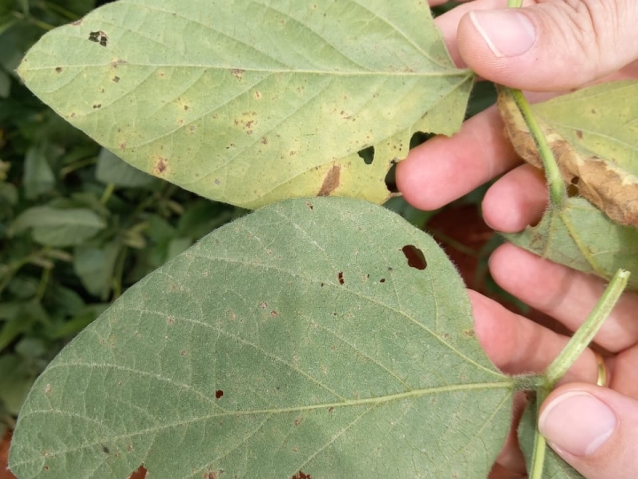 Nova tecnologia contra ferrugem asiática da soja