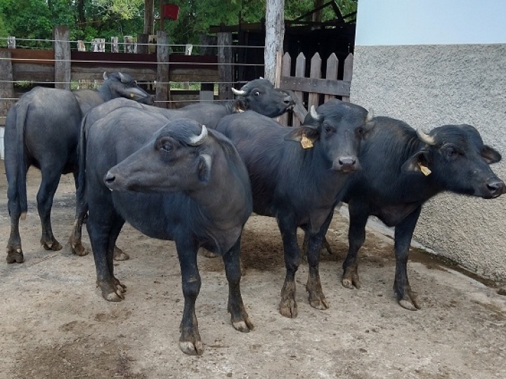 IZ venderá bubalinos machos e fêmeas