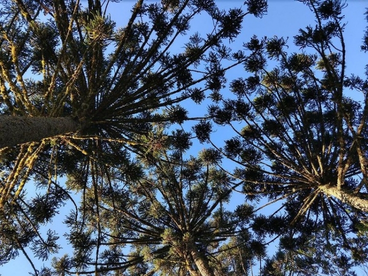 Florestas Nacionais e armazéns da Conab são qualificados no PPI