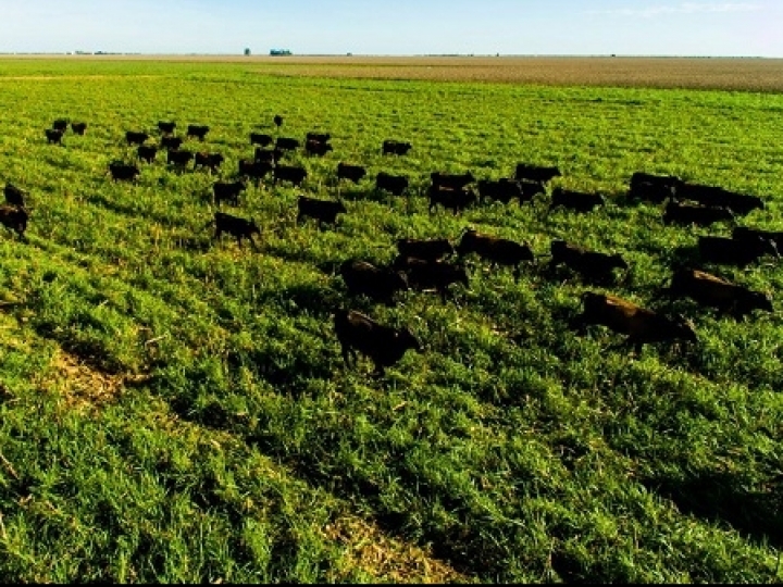 “Boi safrinha” maximiza uso da terra e potencializa ganhos de produtores no Cerrado