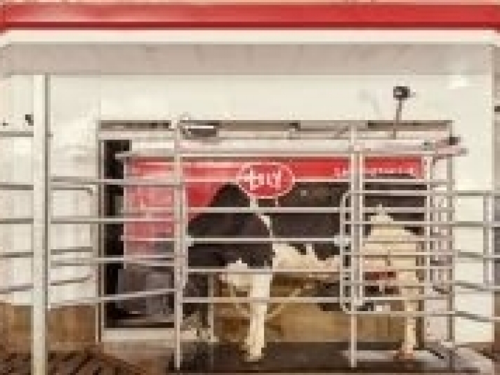 Alimentador para ordenha robotizada garante menor custo de produção