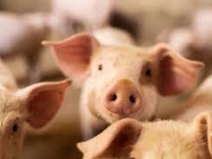 Mapa inicia o Plano Estratégico Brasil Livre de Peste Suína Clássica em Alagoas