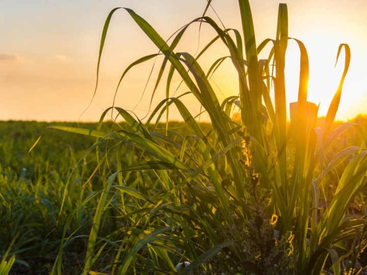 Alta do preço dos insumos vai impactar custos de produção da cana na safra 2021/2022
