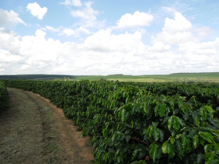 Produtividade do cafezal aumenta 15% com aplicação de aminoácidos e potássio