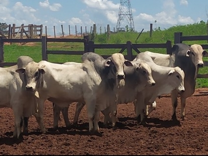 Secretaria de Agricultura de SP realiza leilões para venda de 404 bovinos 