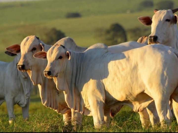 Começa neste sábado a campanha de vacinação contra febre aftosa