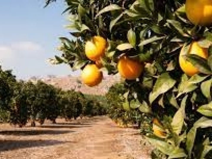 Zoneamento traz novidades sobre riscos climáticos para a cultura de citros