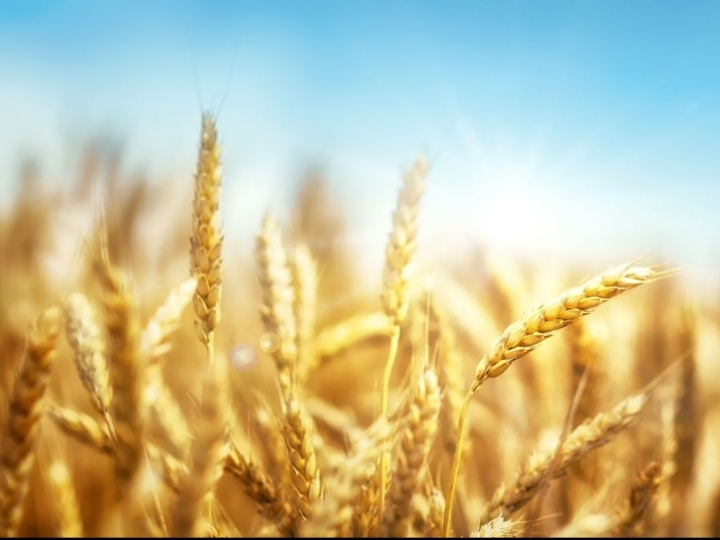 Moagem de trigo cresce 1% no Brasil, mas moinhos ainda sofrem com dificuldades no repasse de custos