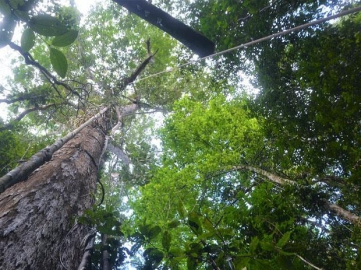 Aumento de CO2 na Amazônia pode ter impacto até maior que o do desmatamento na diminuição das chuvas 
