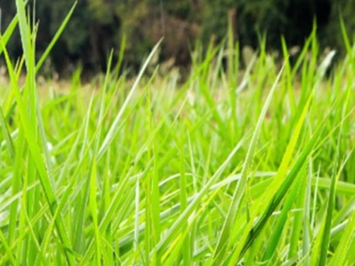 Publicação auxilia produtor a identificar deficiência nutricional em capim