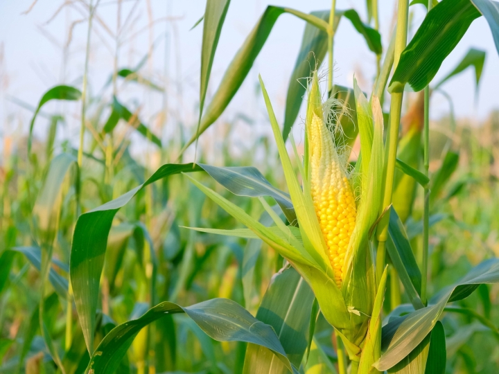 Imposto de importação para milho e soja é suspenso até o fim do ano