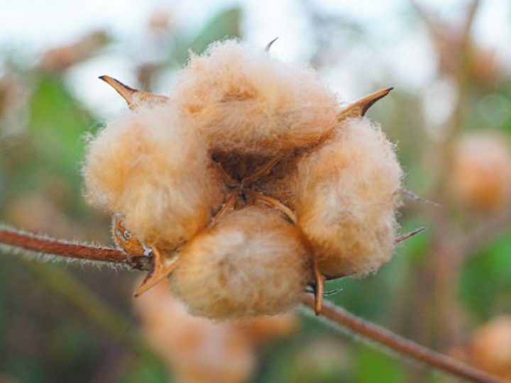 Panos de algodão orgânico movimentam a economia no sertão da Paraíba 