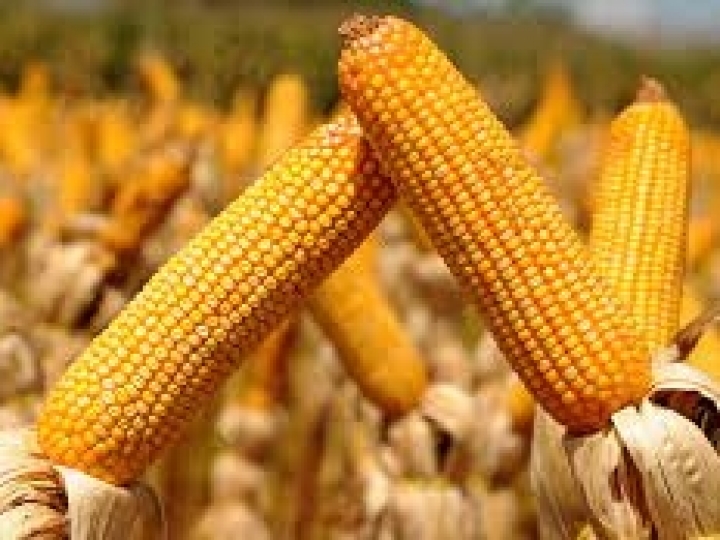 Colheita do milho atinge 77% da área cultivada no RS 