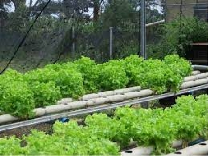 Curso a distância ensina a montar sistema de aquaponia em residências