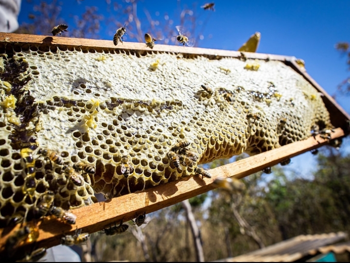 Quem compra o mel e as ceras de abelha do Brasil?