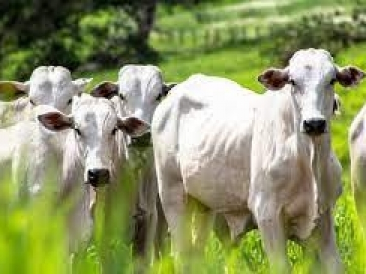 Pecuária tem potencial para crescer até 5x com produtividade e sustentabilidade