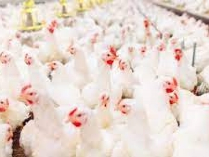 Enterite necrótica - por que deve ser controlada nas granjas 