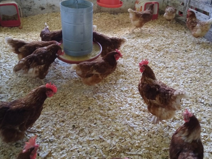 Produção de ovos: rações contribuem para potencial produtivo