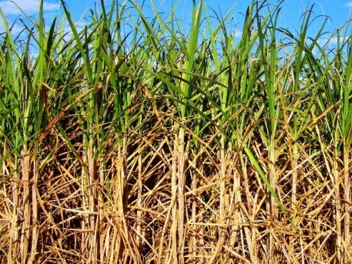 IHARA e Baldan Connected firmam parceria para aplicação dos Herbicidas do Futuro com tecnologia inovadora na cultura da cana-de-açúcar