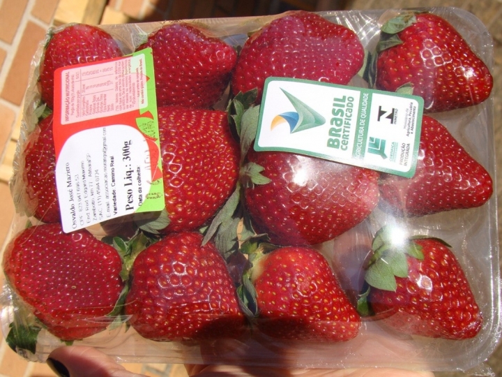 Embrapa lança campanha do morango Brasil Certificado