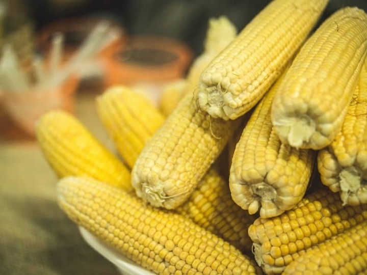 Pioneer® lança híbridos de milho com a tecnologia Optimum AQUAmax™