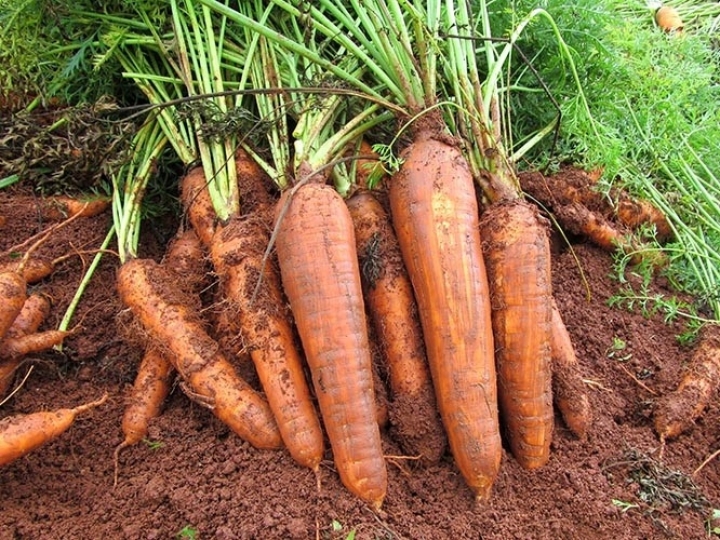 Cenoura BRS Paranoá desenvolvida exclusivamente para cultivo orgânico