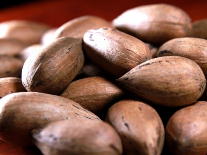 Áreas recomendadas para cultivo da nogueira-pecã no Sul do país