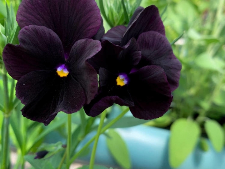 Novas variedades de sementes de flores comestíveis chegam à ISLA 