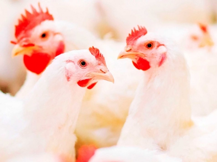No Dia Mundial do Frango, custos de insumos pressionam produtores