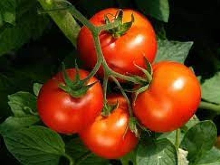 Dois ativos protetores agem com eficácia no controle de cinco doenças de relevância econômica ao tomateiro