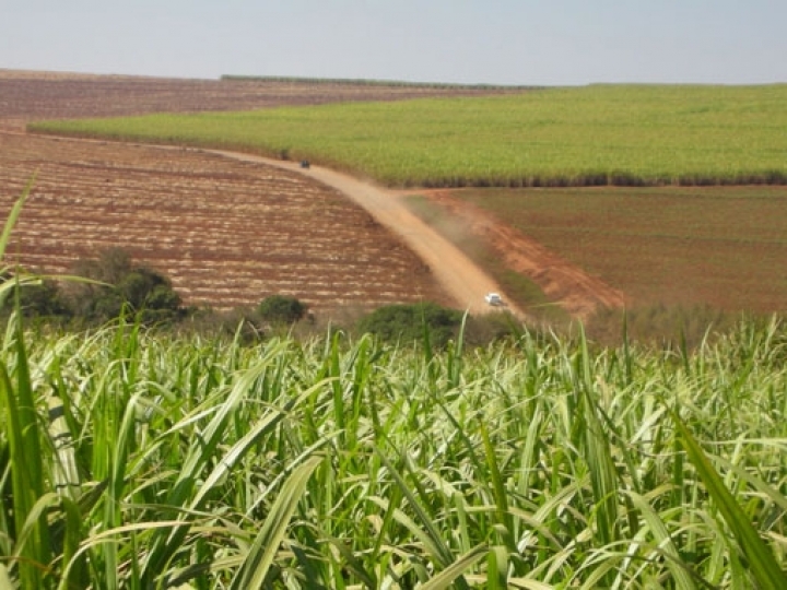 São necessários cerca de 12 anos para o desenvolvimento de uma nova variedade de cana