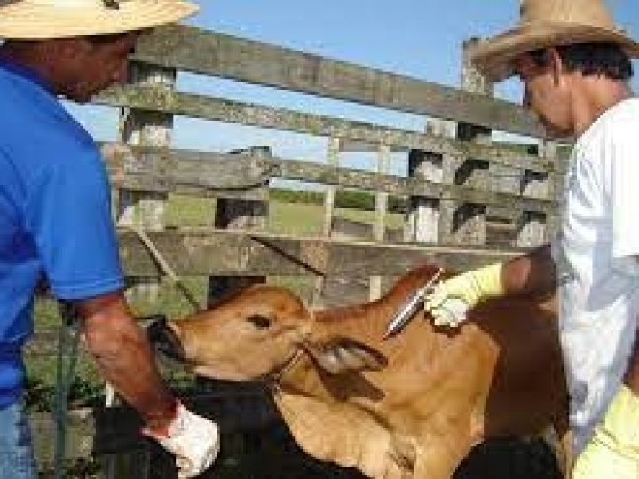 Produtor rural deve estar atento ao calendário de vacinação contra a brucelose 