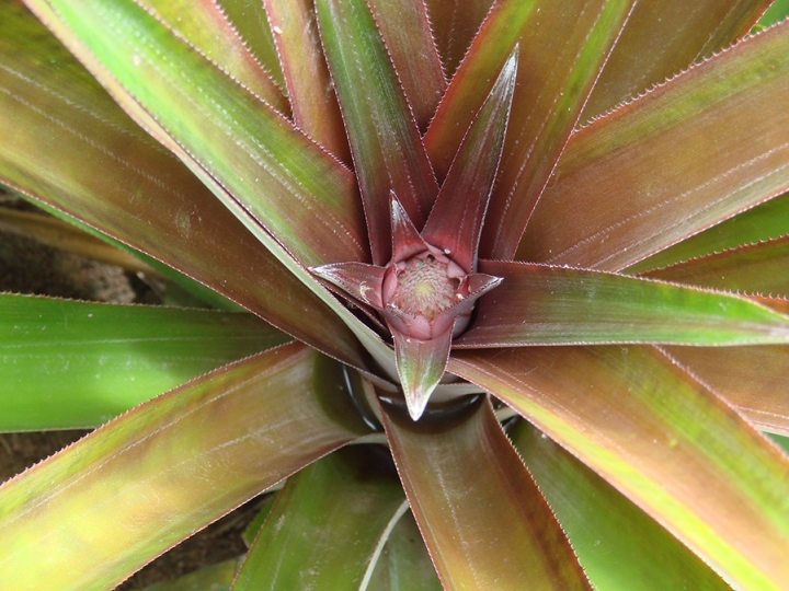 Abacaxi em sistema orgânico registra produtividade superior ao convencional