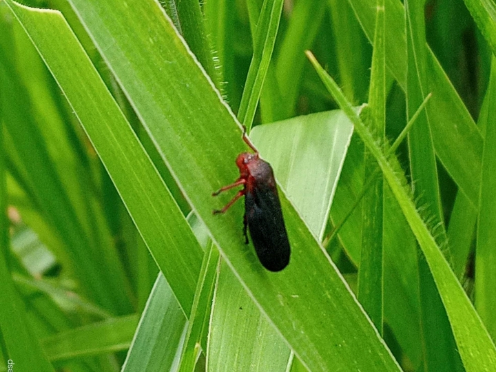 Pragas de pastagens merecem maior atenção dos pecuaristas