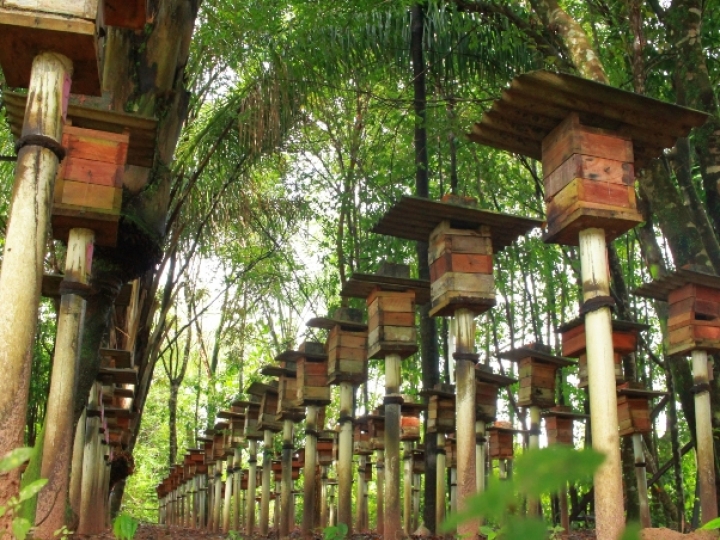 Rota do Mel será formalizada no Pará