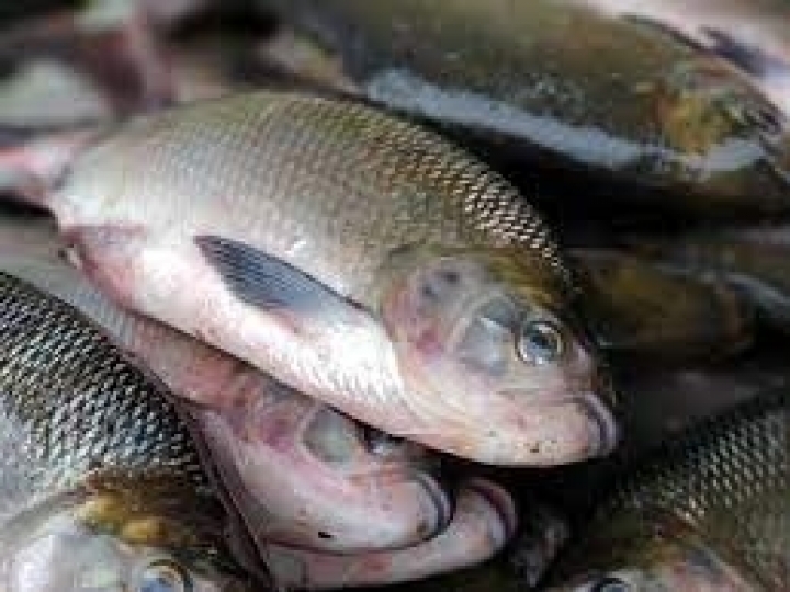 Pesquisa produz material usado no controle de qualidade do filé de peixe