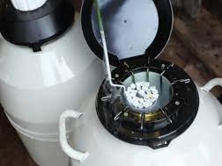 Comércio de sêmen cresceu 39% no primeiro trimestre de 2021