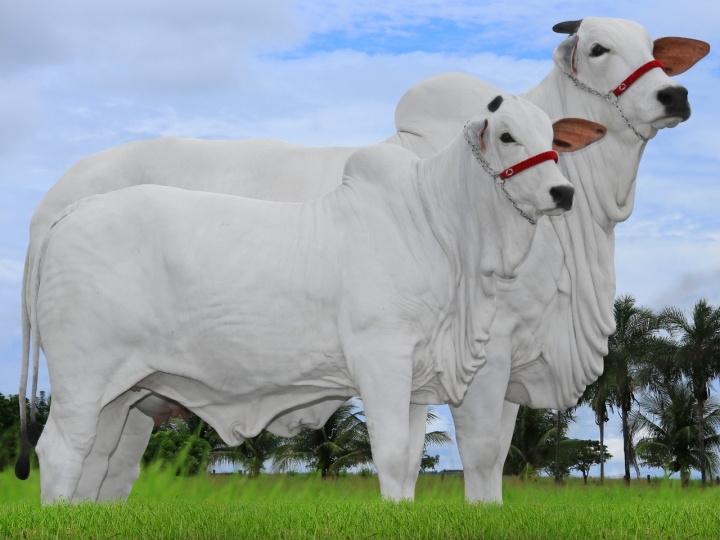 Sophie é comercializada por mais de R$ 1,5 milhão