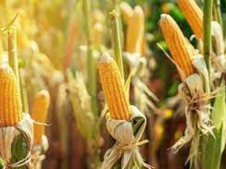 Publicado zoneamento agrícola do milho consorciado com braquiária 1ª safra 2021/2022