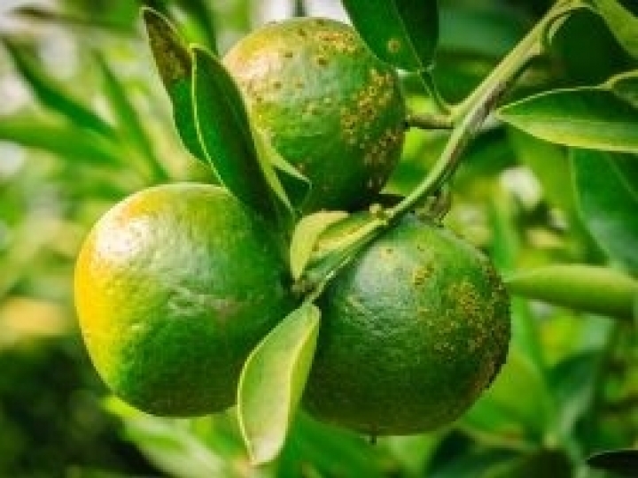 Oxicloreto de cobre blinda pomar de citros