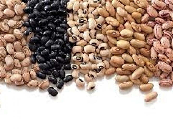 Syngenta lança dois lagarticidas com amplo espectro para soja, milho, algodão e feijão