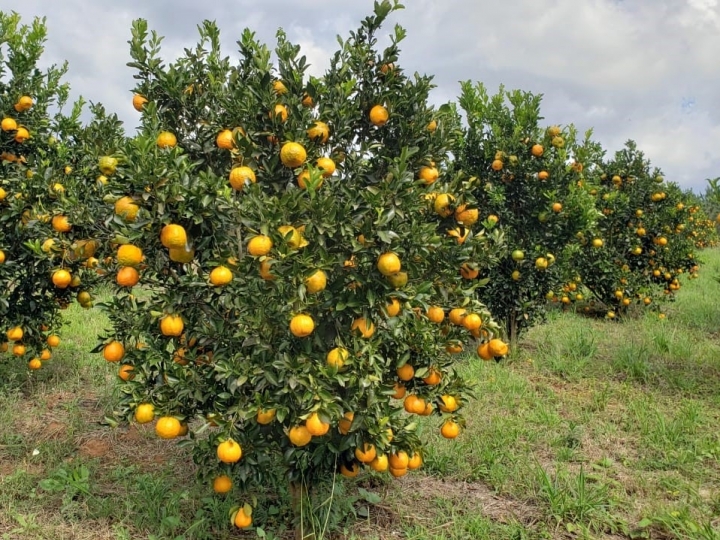 Ponkan do Vale do Ribeira vira ingrediente da gastronomia e poderá ser uma Indicação Geográfica